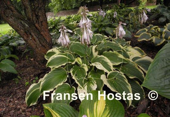 Hosta Gone With the Wind